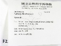 小菇屬藏品圖，第2張