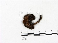 小菇屬藏品圖，第3張