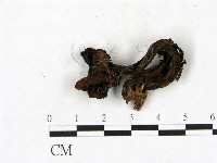 小菇屬藏品圖，第3張