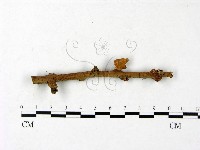 登錄號:F0023435藏品圖，第1張