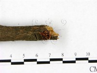 登錄號:F0023436藏品圖，第3張