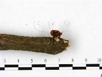 登錄號:F0023436藏品圖，第4張
