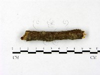 登錄號:F0023438藏品圖，第1張