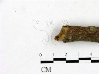 登錄號:F0023438藏品圖，第3張