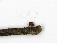 登錄號:F0023442藏品圖，第3張