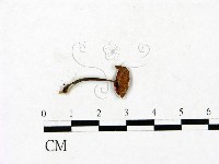 登錄號:F0023446藏品圖，第1張