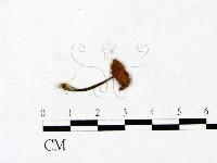 登錄號:F0023446藏品圖，第3張