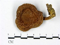 登錄號:F0023449藏品圖，第1張