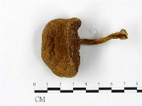 登錄號:F0023450藏品圖，第1張