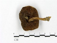 登錄號:F0023450藏品圖，第3張