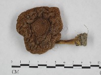 登錄號:F0023452藏品圖，第1張