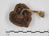 登錄號:F0023452藏品圖，第3張