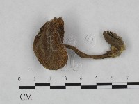 登錄號:F0023453藏品圖，第1張