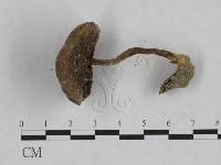 登錄號:F0023453藏品圖，第3張