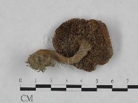 登錄號:F0023454藏品圖，第1張