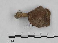登錄號:F0023454藏品圖，第3張