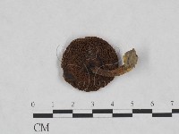 登錄號:F0023455藏品圖，第3張