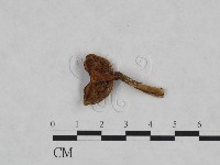 登錄號:F0023456藏品圖，第1張