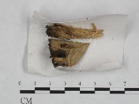 登錄號:F0023457藏品圖，第1張