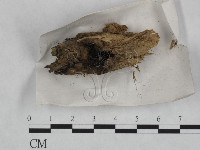 登錄號:F0023459藏品圖，第1張