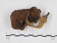 登錄號:F0023461藏品圖，第1張