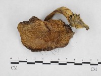 登錄號:F0023461藏品圖，第3張