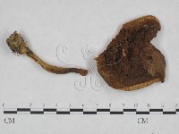 登錄號:F0023462藏品圖，第1張