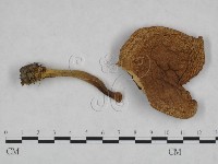 登錄號:F0023462藏品圖，第3張