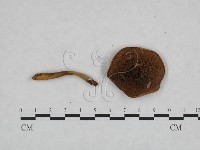 登錄號:F0023463藏品圖，第1張