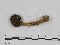 登錄號:F0023464藏品圖，第3張