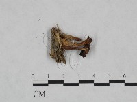 登錄號:F0023466藏品圖，第3張