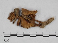 登錄號:F0023467藏品圖，第1張