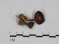 登錄號:F0023469藏品圖，第1張