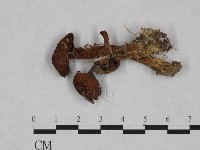登錄號:F0023473藏品圖，第3張