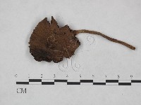 登錄號:F0023475藏品圖，第3張