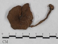 登錄號:F0023478藏品圖，第1張