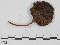 登錄號:F0023480藏品圖，第1張