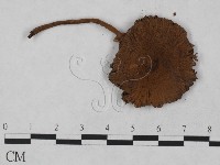 登錄號:F0023480藏品圖，第3張