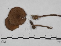 登錄號:F0023481藏品圖，第1張