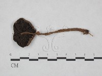 登錄號:F0023483藏品圖，第3張