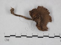 登錄號:F0023484藏品圖，第1張