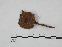 登錄號:F0023485藏品圖，第3張