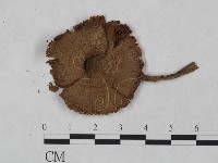 登錄號:F0023486藏品圖，第3張