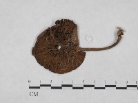 登錄號:F0023487藏品圖，第1張