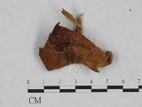 登錄號:F0023489藏品圖，第1張