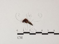 登錄號:F0023494藏品圖，第1張