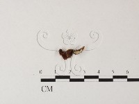 登錄號:F0023494藏品圖，第3張