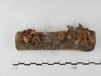 登錄號:F0023495藏品圖，第1張