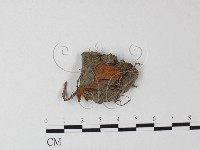 登錄號:F0023500藏品圖，第1張