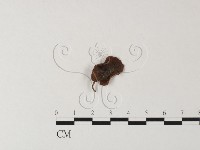 登錄號:F0023502藏品圖，第1張